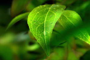 世界環(huán)境日 | 守衛(wèi)凈土 綠色前行 招商交科下屬招商生態(tài)專注生態(tài)環(huán)保，共創(chuàng)美好生活